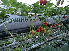 Торф'яний субстрат GROWING BAG pH 5.5-6.5, 45 літрів, фото 5