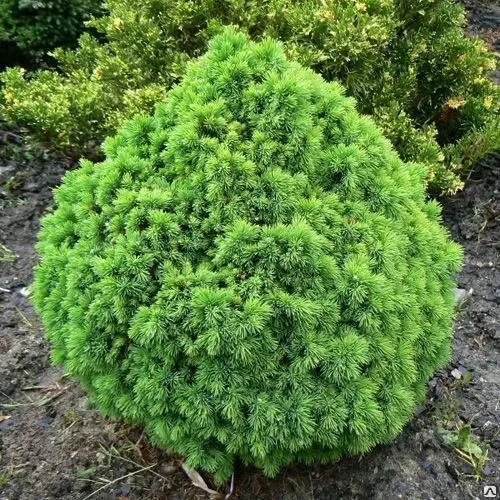 Саджанці Ялини канадської Альберта Глобі (Picea glauca var. albertiana Alberta Globe) С1