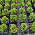 Саджанці Туї західної Мікі, 4-х річна (Thuja occidentalis Mecki) С3, фото 2