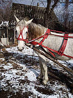 Червона упряж на коня . Шлея і наритник