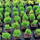 Саджанці Туї західної Хосері, 4-х річна (Thuja occidentalis Hoseri) С3, фото 2