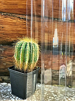 Профільний полікарбонат Suntuf (126х6м) прозорий (P/L)