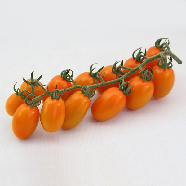 KS 97 F1 500 шт Kitano Seeds Індетермінантний Томат Насіння (Індетермінантний Томат Насіння)