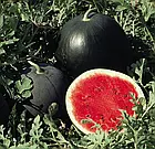 Кавун Ред Стар F1 Nunhems/Нідерланди 5 шт, фото 5