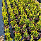 Саджанці Туї складчастої Корник, 4-х річна (Thuja plicata Kornik) С3, фото 2