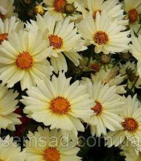 Кореопсис багаторічний Уптик Крим ( саджанці р12 )