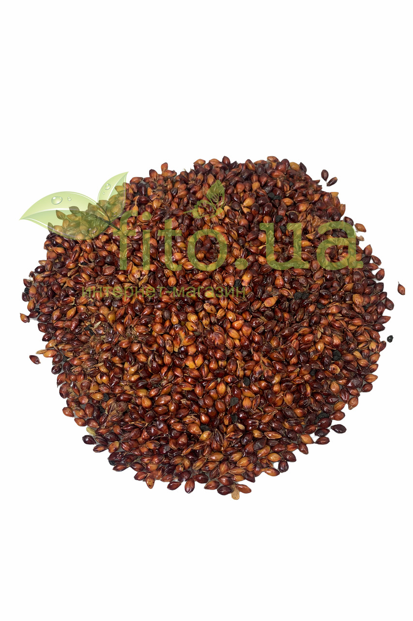 Сорго насіння 500 гр, фото 1