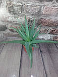 Горщечне рослина сукуленти Алое ВЕРА, фото 2