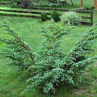 Саженцы Можжевельника чешуйчатого Мейери (Juniperus squamata Meyeri) С1,5