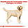 Корм для дорослих собак породи Лабрадор-ретривер ROYAL CANIN LABRADOR ADULT 12.0 кг, фото 3