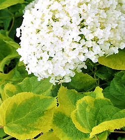 Гортензія деревовидна Голден Аннабель \ Hydrangea Golden Annabelle ( саджанці 2 роки )