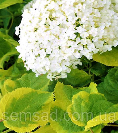 Гортензія деревовидна Голден Аннабель \ Hydrangea Golden Annabelle ( саджанці 2 роки ), фото 2