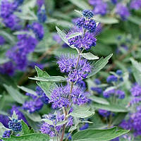 Саженцы Кариоптериса Кландонского (Caryopteris clandonensis) в горшке 0,5л