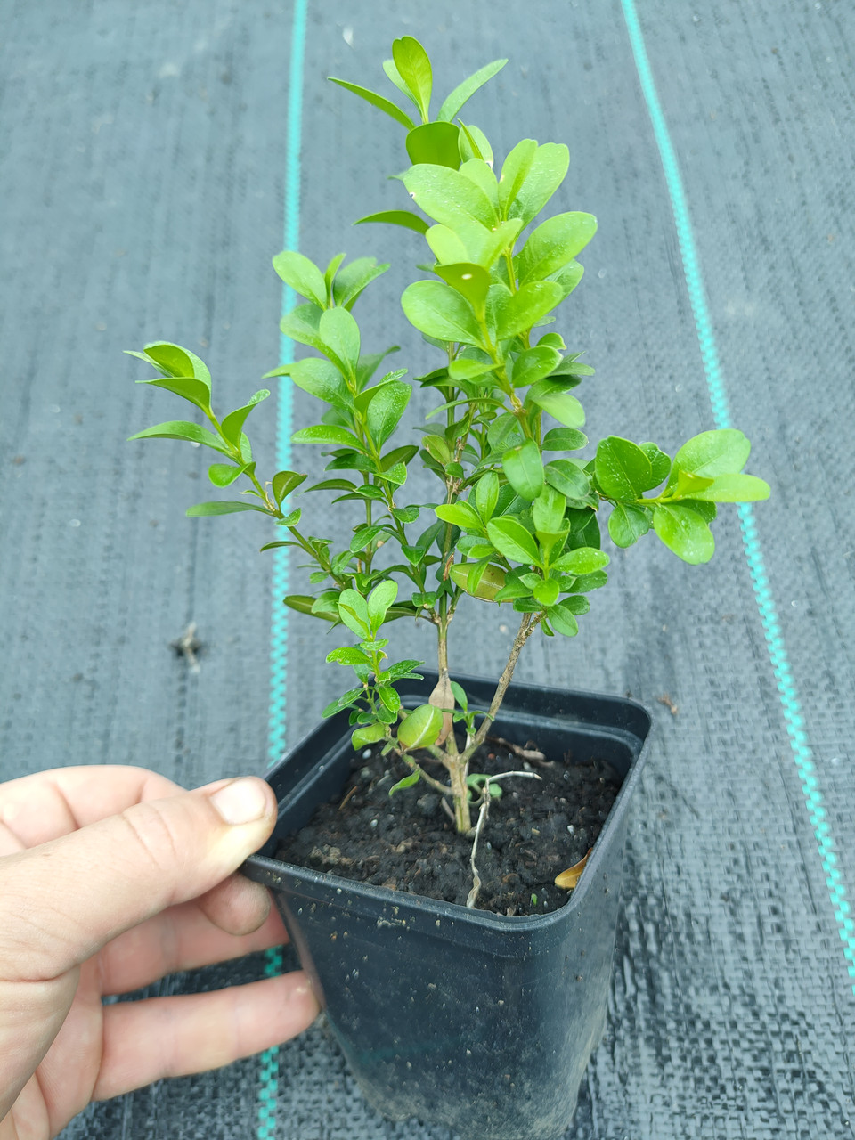 Саджанець Самшит вічнозелений (Buxus sempervirens) в горшку 0,5л