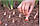 Цибуля-сіянка Росана 0,5 кг (Голландія), фото 3