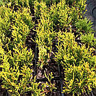 Саджанці Туї складчастої Корник, 3-х річна (Thuja plicata Kornik) С1.5, фото 2