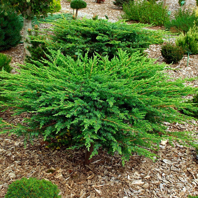 Саджанці Ялівцю прибережного Шлягер (Juniperus conferta Schlager) С2