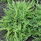 Саджанці Ялівцю прибережного Шлягер (Juniperus conferta Schlager) С2, фото 3