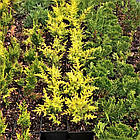 Саджанці Ялівцю звичайного Голд Кон (Juniperus communis Gold Cone) С1, фото 2