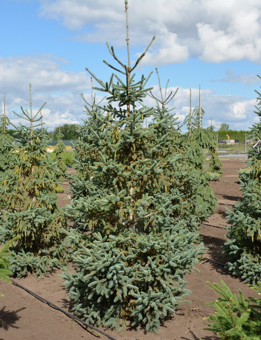 Picea glauca var. densata Coerulea C-10 - фото 2 - id-p1458090270