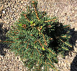 Picea abies Petra C-5, фото 2