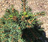 Picea abies Petra C-5, фото 3