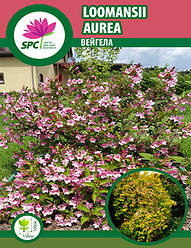 Вейгела Loomansii Aurea
