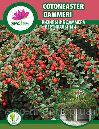 Купить Кизильник Даммера вертикальный, цена 150 ₴ — Prom.ua (ID#1651171825)