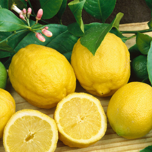 Саджанці лимона Евріка - самозапильний, великоплідний, ремонтантний