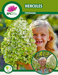 Гортензія волотиста Hercules