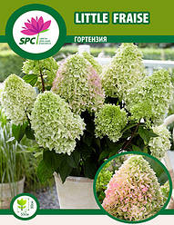 Гортензія волотиста Little Fraise