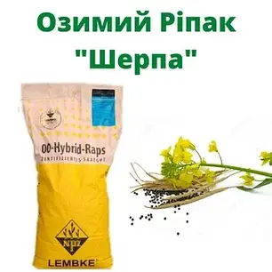 Класичне насіння ріпа Шерпа NPZ-Lembke (Лембке), класичний озимовий ріпс, фото 1
