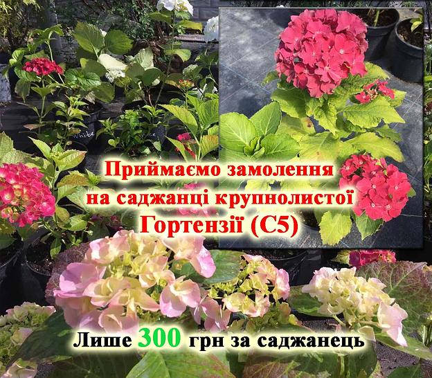 https://images.prom.ua/3893644748_w1420_h798_3893644748.jpg