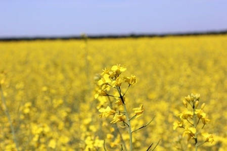 Насіння ріпаку ДК Сіквел DEKALB, класичне насіння озиму ріпаку, фото 3
