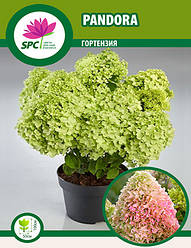 Гортензія волотиста Pandora