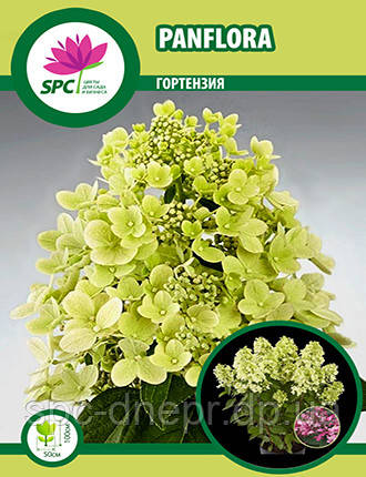 Гортензія волотиста Panflora