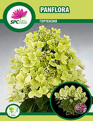 Гортензія волотиста Panflora