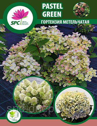 Гортензія волотиста Pastel Green, фото 1