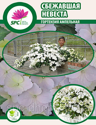 Гортензія ампельна Runaway Bride (Наречена Втікачка), фото 1