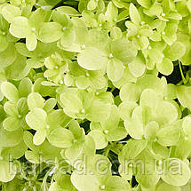 Гортензія волотиста Пандора / С20 / Hydrangea Pandora, фото 4