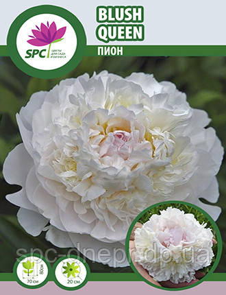 Півонія трав'яниста Blush Queen, фото 1