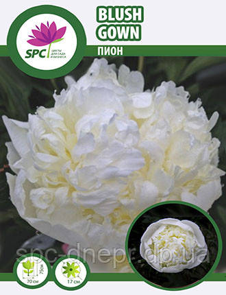 Півонія трав'яниста Bridal Gown