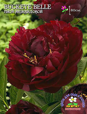 Півонія трав'яниста Buckeye Belle, фото 4