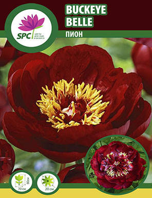 Півонія трав'яниста Buckeye Belle, фото 3