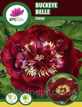Півонія трав'яниста Buckeye Belle