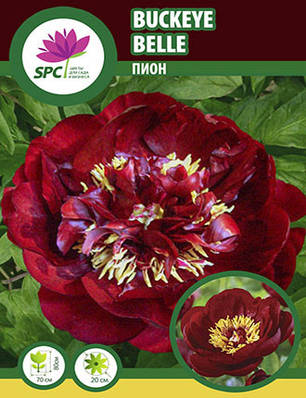 Півонія трав'яниста Buckeye Belle, фото 1