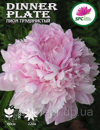 Півонія трав'яниста Dinner Plate, фото 1