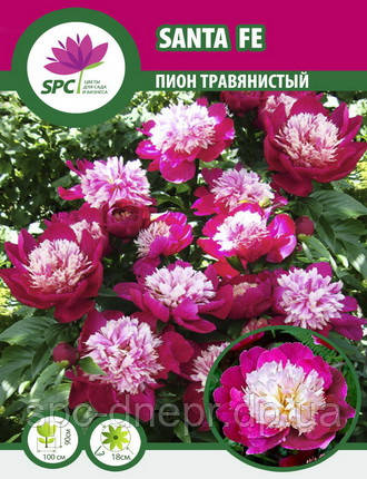Півонія трав'яниста Santa Fe
