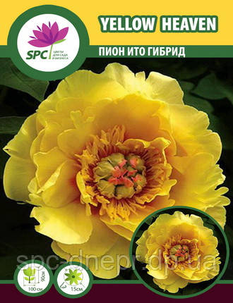 Півонія ІТО Yellow Heaven, фото 1