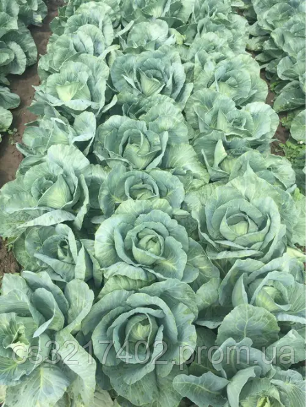 Купить Капуста Флексима F1 (Фасовка: 2500 шт), цена 887.90 грн — Prom ...